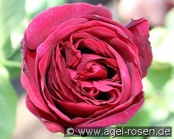 Astrid Gräfin von Hardenberg kaufen, click for more details Astrid Gräfin von Hardenberg