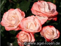 Auf die Freundschaft kaufen, click for more details Auf die Freundschaft