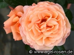 Belvedere kaufen, click for more details Belvedere