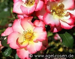 Betty Boop kaufen, click for more details Betty Boop