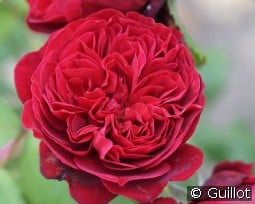 Bicentenaire de Guillot kaufen, click for more details Bicentenaire de Guillot