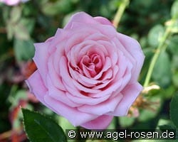 Blossomtime kaufen, click for more details Blossomtime