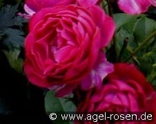 Blue Eden kaufen, click for more details Blue Eden