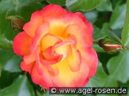 Bonanza kaufen, click for more details Bonanza