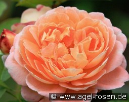 Bonita Renaissance kaufen, click for more details Bonita Renaissance