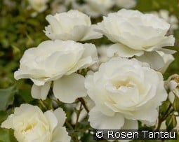 Bounty kaufen, click for more details Bounty