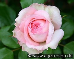 Bremer Stadtmusikanten kaufen, click for more details Bremer Stadtmusikanten