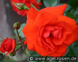 Brillant kaufen, click for more details Brillant