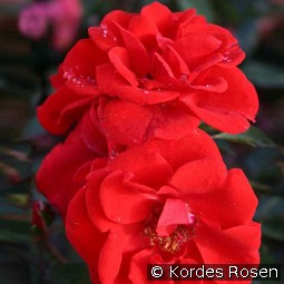 Brillant Korsar kaufen, click for more details Brillant Korsar