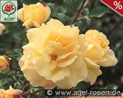 Candela kaufen, click for more details Candela