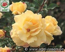 Candela kaufen, click for more details Candela