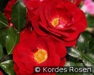 Caracho kaufen, click for more details Caracho