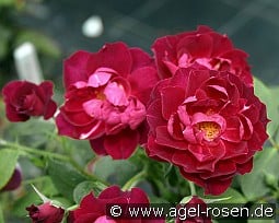 Cardinal Hume kaufen, click for more details Cardinal Hume