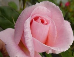 Caroline's Heart kaufen, click for more details Caroline's Heart