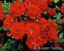 Castella kaufen, click for more details Castella