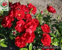 Cayenne kaufen, click for more details Cayenne