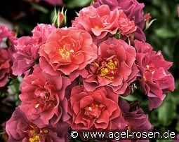 Celebration Time kaufen, click for more details Celebration Time