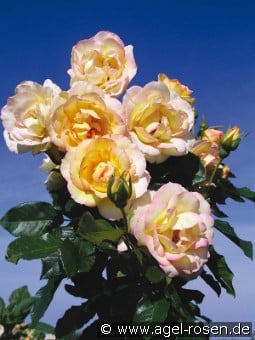 Centennaire de Lourdes Jaune - Clos Fleuri Jaune kaufen, click for more details Centennaire de Lourdes Jaune - Clos Fleuri Jaune