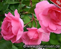 Centennaire de Lourdes rose kaufen, click for more details Centennaire de Lourdes rose