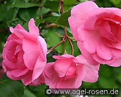 Centennaire de Lourdes rose kaufen, click for more details Centennaire de Lourdes rose