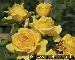 Ch Ching kaufen, click for more details Ch Ching