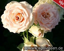 Champagnerperle kaufen, click for more details Champagnerperle