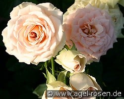 Champagnerperle kaufen, click for more details Champagnerperle