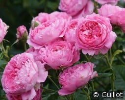 Chantal Mérieux kaufen, click for more details Chantal Mérieux