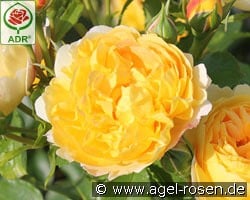 Chateau de Cheverny kaufen, click for more details Chateau de Cheverny