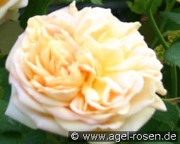 Chinatown kaufen, click for more details Chinatown