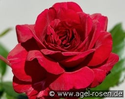 Christina Renaissance kaufen, click for more details Christina Renaissance