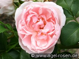 Cinderella kaufen, click for more details Cinderella