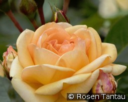 Circle of Life kaufen, click for more details Circle of Life