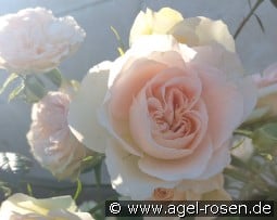 Clair Renaissance kaufen, click for more details Clair Renaissance