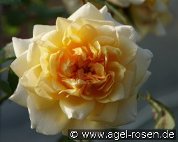 Claudia Cardinale kaufen, click for more details Claudia Cardinale