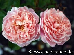 Colette kaufen, click for more details Colette