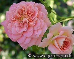 Concerto 94 kaufen, click for more details Concerto 94