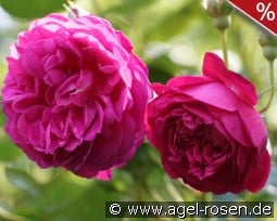 Cybelle kaufen, click for more details Cybelle