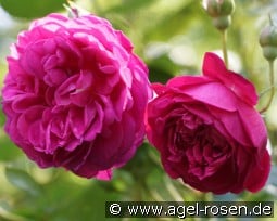 Cybelle kaufen, click for more details Cybelle