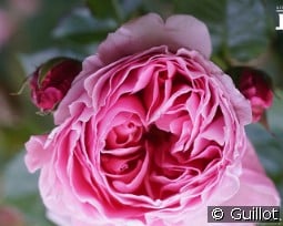 Délia kaufen, click for more details Délia