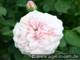 Die Schöne Tölzerin kaufen, click for more details Die Schöne Tölzerin