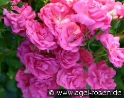 Dinky kaufen, click for more details Dinky