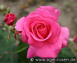 Dornröschen kaufen, click for more details Dornröschen