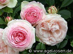 Eden Rose 85 kaufen, click for more details Eden Rose 85