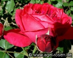 Elbjuwel kaufen, click for more details Elbjuwel