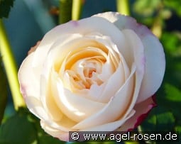 Eliane Gillet kaufen, click for more details Eliane Gillet