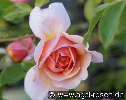 Elizabeth Stuart kaufen, click for more details Elizabeth Stuart