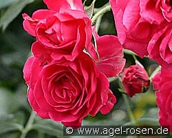 Elmshorn kaufen, click for more details Elmshorn