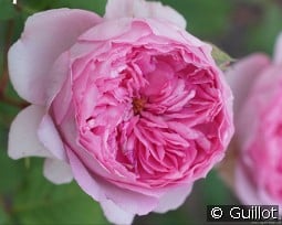 Elodie Gossuin kaufen, click for more details Elodie Gossuin