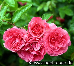 Elveshörn kaufen, click for more details Elveshörn